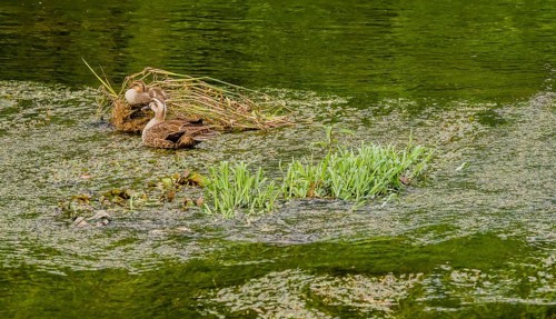 Two spot-billed ducks together in a river with one sitting on brown plant