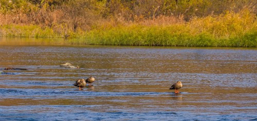 Four spot-billed ducks in shallow water in a flowing river with grass on shore in background
