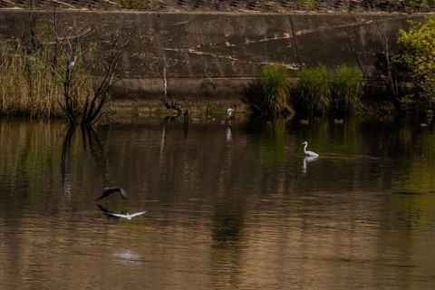 Cormorant and egret flying above river in front of concrete wall and river foliage