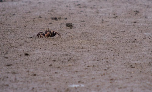 Closeup of a small sand crab walking on a muddy sandbar