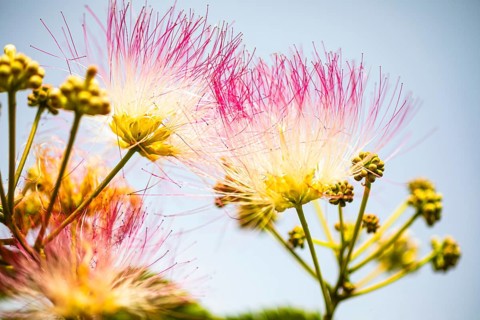 Blossoms of a bastard tamarind (Albizia julibrissin), Capoliveri, Elba, Tuscan Archipelago,