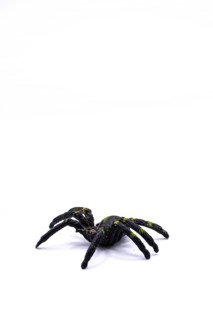 A black plastic spider on isolated background, Top view of a plastic spider on white background