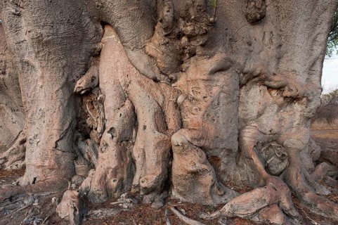 Giant tree trunk of african baobab (Adansonia digitata), baobab tree, deciduous tree, plant, flora,