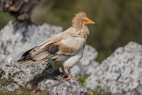 Egyptian Vulture (Neophron percnopterus), Castile-Leon Province, Picos de Europa, Spain, Europe