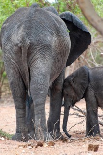 Small African elephant (Loxodonta africana), seeks protection from mother, family, confidence,
