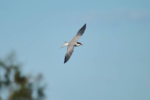 Elegant tern (Thalasseus elegans) flying in the sky, Parc Naturel Regional de Camargue, France,