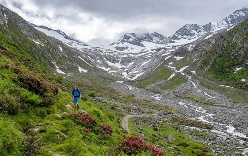 Mountaineers on a hiking trail between blooming alpine roses, view of the Schlegeisgrund valley,