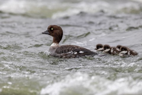 Barrow's goldeneye (Bucephala islandica), female with chicks, young birds, Laxa River, Lake Myvatn,