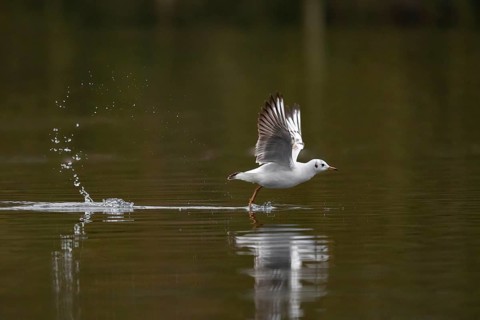 A Black-headed Black-headed Gull at take-off, Lake Kemnader, Ruhr area, North Rhine-Westphalia,