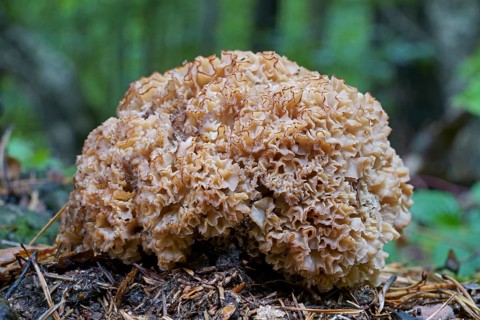 Wood cauliflower fungus (Wood Cauliflower crispa), Hesse, Germany, Europe