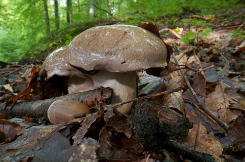 Pale boletus (Boletus impolitus), autumn forest, fruiting body, Hesse, Germany, Europe