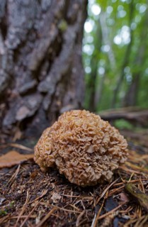 Wood cauliflower fungus (Wood Cauliflower crispa), Hesse, Germany, Europe