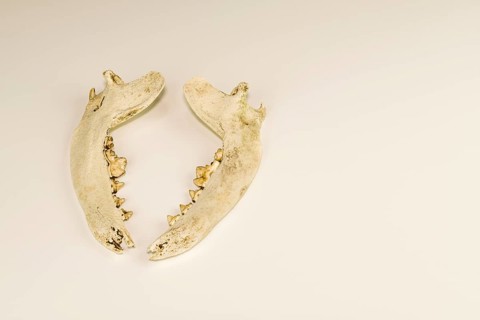 Jaw bones of dead animal with teeth intact isolated on white background