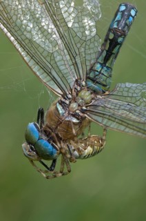 Wasp spider (Argiope bruennichi) with king dragonfly (Anax imperator), Emsland, Lower Saxony,