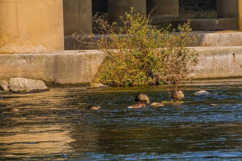 Five spot-billed ducks, two with their head under water together in a flowing river near a green