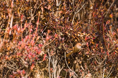 Small rose finch perched on branch of a bush with brown and red leaves
