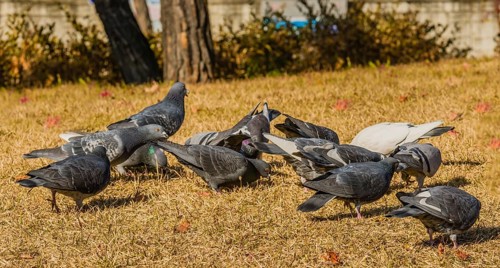 Closeup of a flock of rock pigeons feeding on the ground
