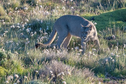 Cougar (Cougar concolor), silver lion, mountain lion, cougar, panther, small cat, Torres del Paine