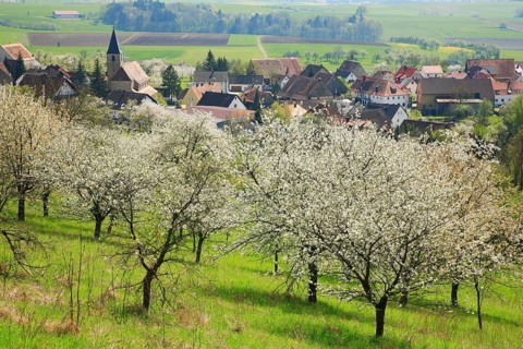 Cherry blossom near Schlaifhausen in Franconian Switzerland, district of Forchheim, Upper