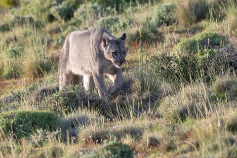 Cougar (Cougar concolor), silver lion, mountain lion, cougar, panther, small cat, Torres del Paine