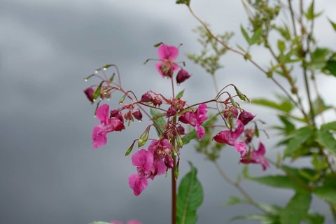 Lamprocapnos (Lamprocapnos spectabilis) or Herzerlstock, flowers, Germany, Europe