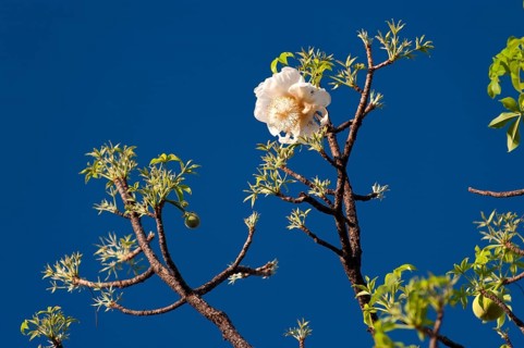 African baobab (Adansonia digitata), baobab tree, blossoms, blossoming, fruit, blossoming, detail,