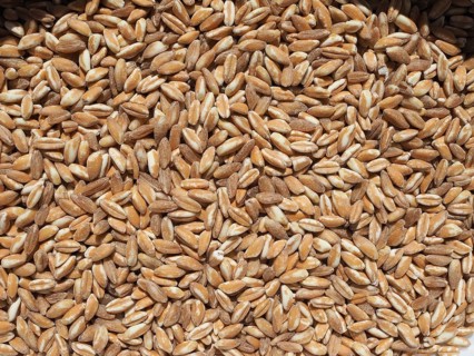 Emmer wheat cereals food