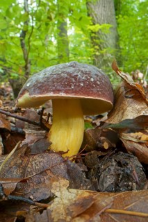 Red-legged boletus, red-legged boletus, felt boletus, felt boletus, Xerocomus, boletes, Boletaceae,