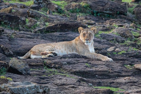 Lion (Panthera leo) Masai Mara Kenya