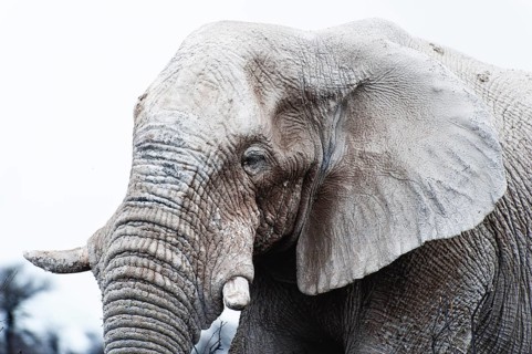 White African elephant (Loxodonta africana) in Etosha National Park, white from salt pan dust,