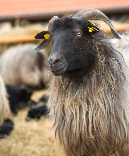 Grey horned Heidschnucke moorland sheep (Ovis gmelini aries), breed of domestic sheep, Nordic