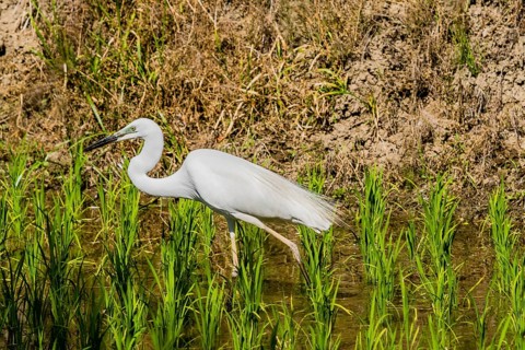 Closeup of adult snowy white egret hunting for food in a rice paddy on a sunny morning in South