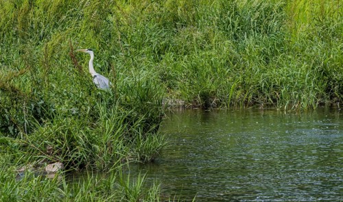 Blue heron standing in tall grass in shallow river
