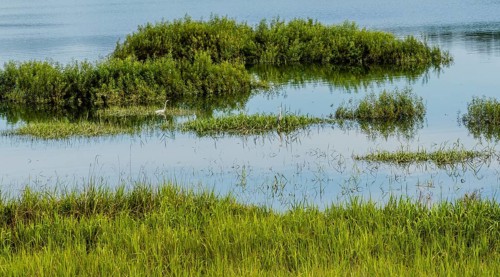 Landscape of a lake with a white egret and a blue heron standing in tall reeds