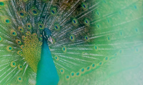Extreme closeup of a beautiful blue peacock with his tail feathers extended out with a soft green