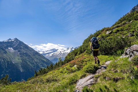 Mountaineer on hiking trail with alpine roses, Berliner Hoehenweg, summit Grosser Moeseler and