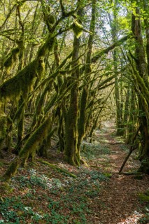 Hiking trail through forest with moss, valley of the Loue, Lizine, near Besancon, Departement