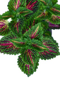 Top view of painted nettle 'Coleus Blumei' plant with dark pink veins on white background