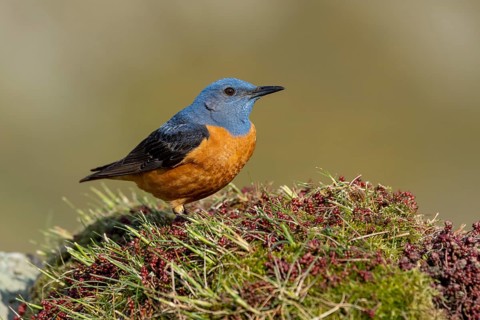 Common rock thrush (Monticola saxatilis), male, Castile-Leon province, Picos de Europa, Spain,