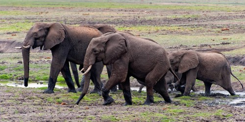 Elephant herd (Loxodonta africana), group, family, herd of animals, animal family, hiking, hike,