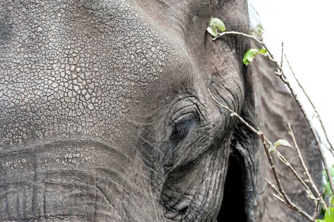 Elephant (Loxodonta africana), head portrait, view, camera view, detail, close-up, safari, eye,