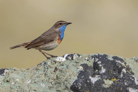 Bluethroat (Luscinia svecica), male, Castilla y Leon province, Picos de Europa, Spain, Europe