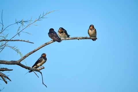 Barn swallow (Hirundo rustica) youngsters sitting on a branch, Camargue, France, Europe