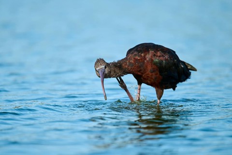 Glossy ibis (Plegadis falcinellus) standing in the water, hunting, Parc Naturel Regional de
