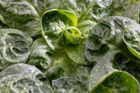 Field salad, studio shots on a white background