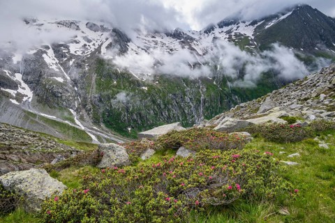 Cloudy mountain landscape with blooming alpine roses, view of rocky and glaciated mountains with