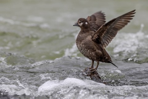 Harlequin duck (Histrionicus histrionicus), female, on a stone in a raging river, wings up, Laxa