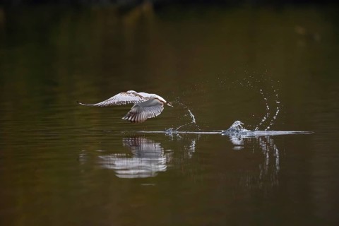 A Black-headed Black-headed Gull at take-off, Lake Kemnader, Ruhr area, North Rhine-Westphalia,