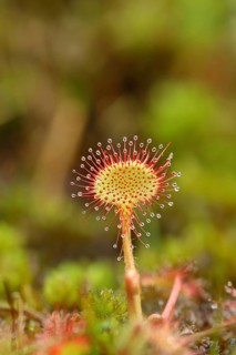 Common sundew (Drosera rotundifolia), carnivorous plant in a marshy area, North Rhine-Westphalia,