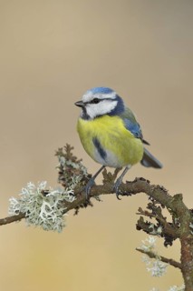 Blue tit (Parus caeruleus), sitting on a branch overgrown with reindeer lichen (Cladonia